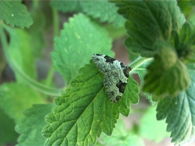 Gemeiner Blattspanner ( Xanthorhoe fluctuata ) : Moers, in unserem Garten, 29.08.2005